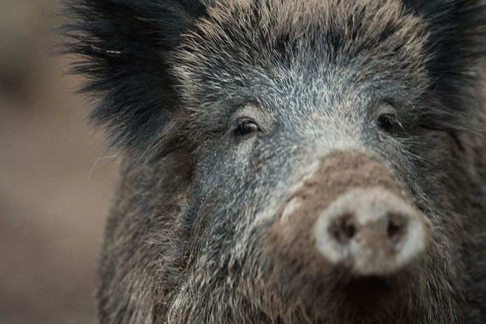Das Wildschwein sorgte für mächtig Ärger und wurde am Ende erschossen (Symbolbild).