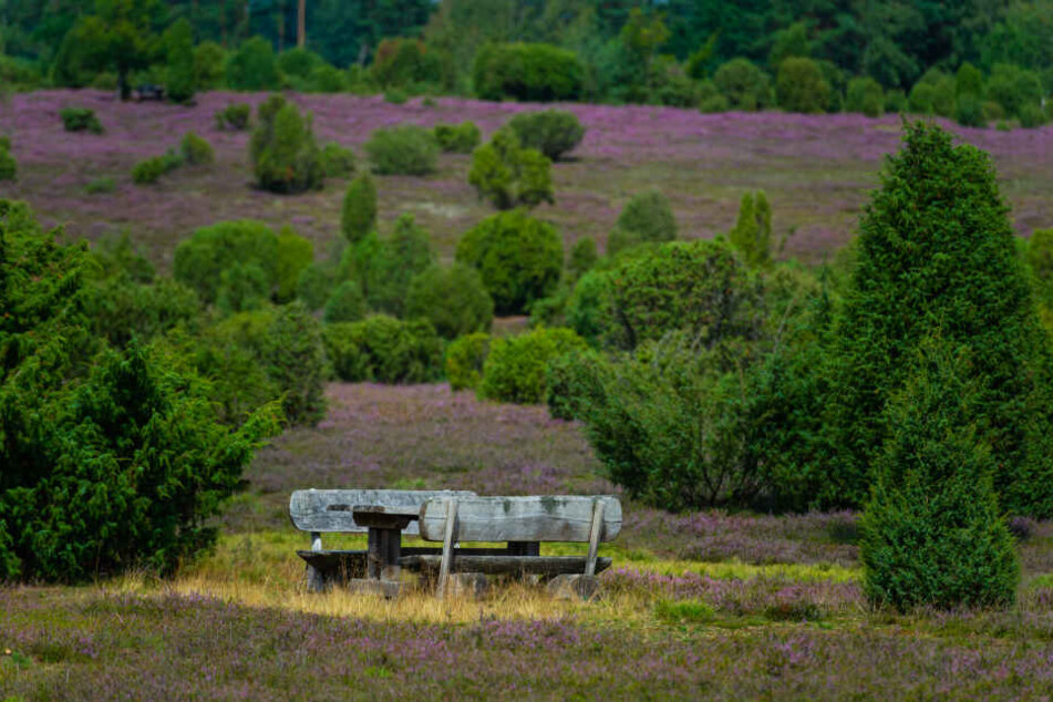 Die Lüneburger Heide ist ein beliebtes Ausflugsziel im Norden.