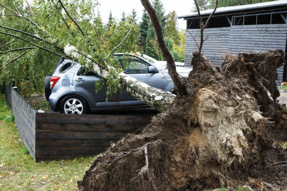 In Krauschwitz stürzte eine Birke auf ein parkendes Auto. Der kleine Geländewagen erlitt sofort enormen Schaden.