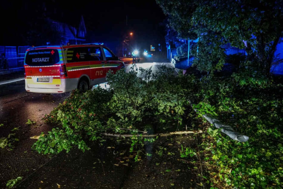 Zwei Bäume fielen dem Unfall auch zum Opfer.