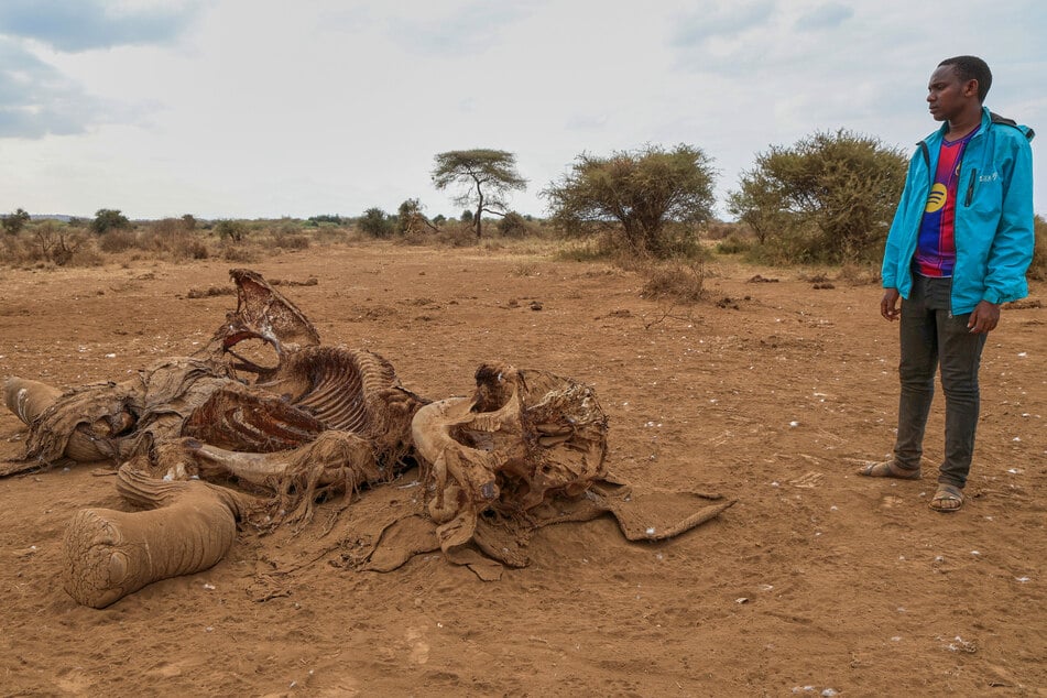 Im Amboseli-Nationalpark wurden Ende Juli mehrere tote Elefanten entdeckt.