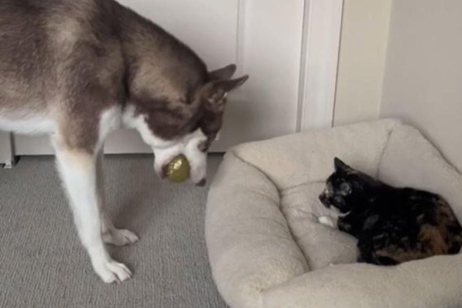 Husky fordert Katze zum Spielen auf: Was dann passiert, sorgt für mächtig Gelächter