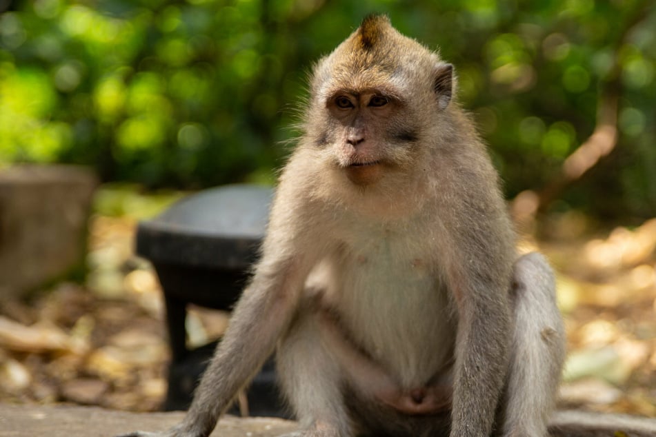Fachleute vermuten, dass der Erreger der Affenpocken entsprechend in Nagetieren zirkuliert. Affen gelten als Fehlwirte. (Symbolbild)