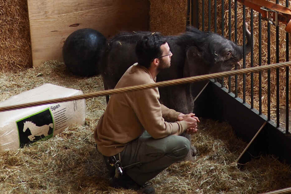 Tag und Nacht kümmern sich die Pfleger des Zoos um das Elefantenbaby, das im Januar zur Welt kam.
