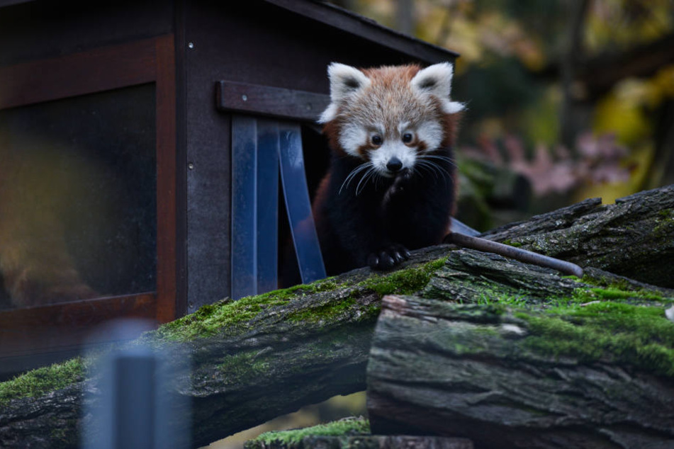 Hat ein dickes Fell: Der Rote Panda darf im Winter an der frischen Luft bleiben.