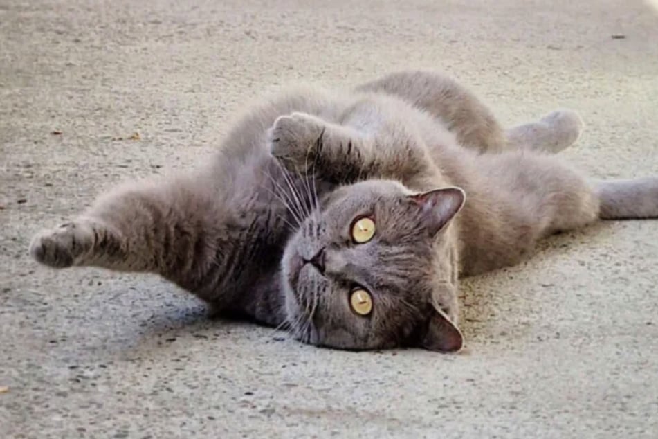 Katzen-Senior Barsik will einfach nur verstanden werden.