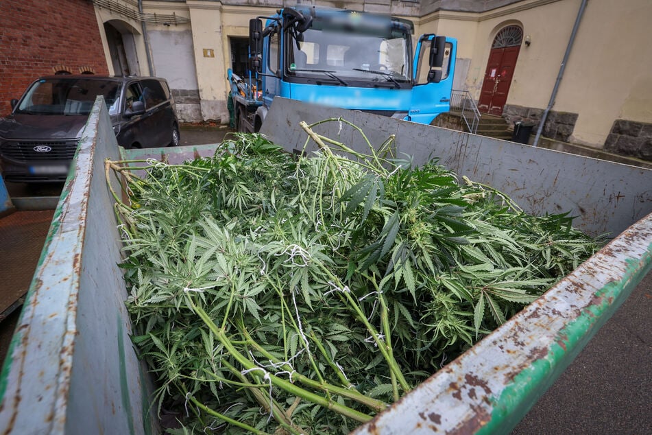 Die Pflanzen wurden über einen Container entsorgt.
