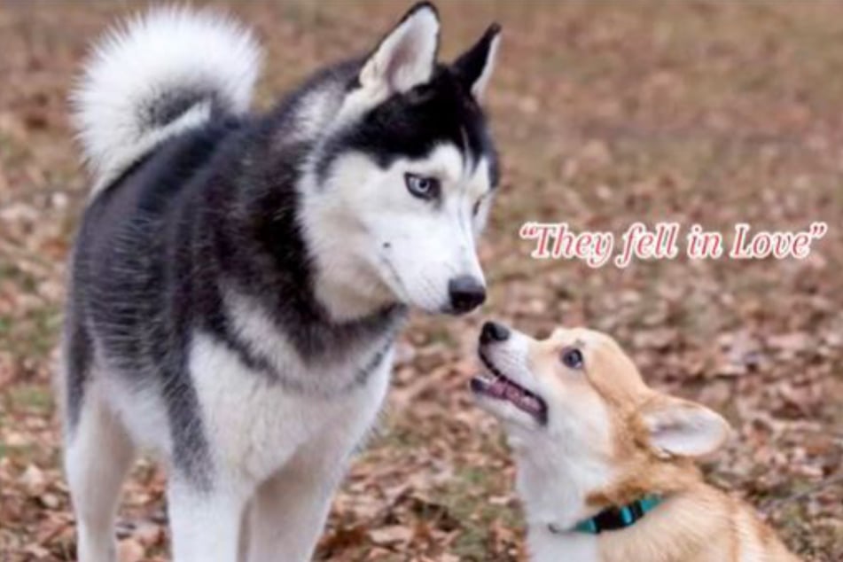 Corgi and husky mix takes over TikTok with the best of both worlds!