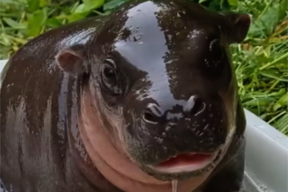 Das kleine Zwergflusspferd-Weibchen durfte sein erstes Bad im Freien nehmen.