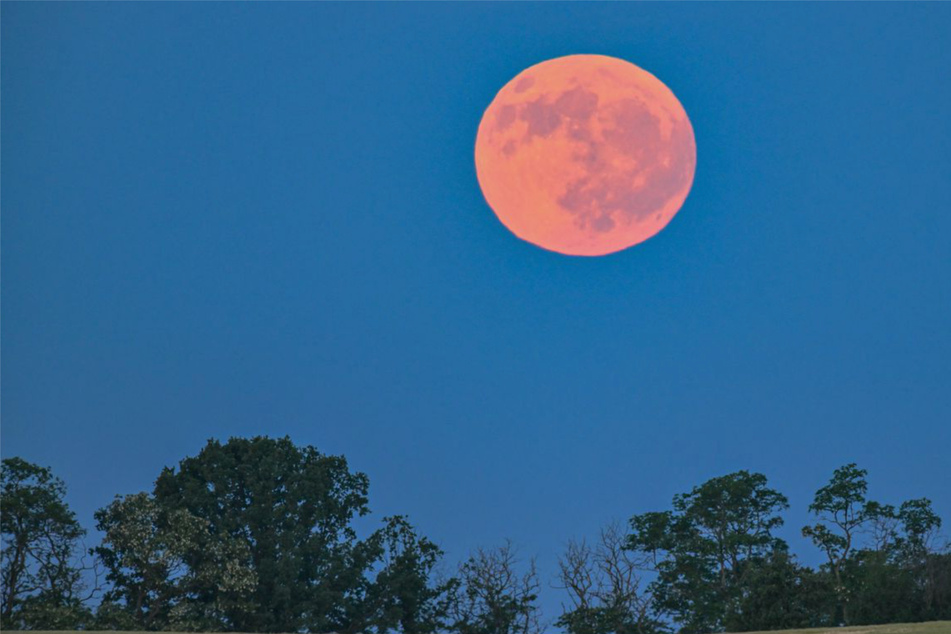 Der Mond steht zurzeit besonders tief am Himmel und erscheint dadurch größer.