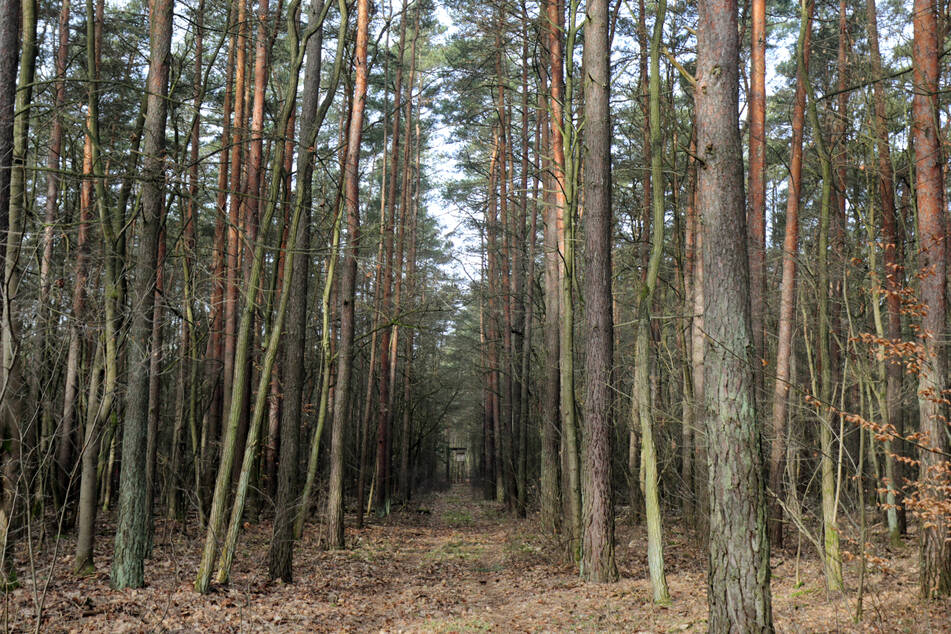 Grüne Lungen: Mannheim bekommt ersten Tiny Forest im Südwesten!