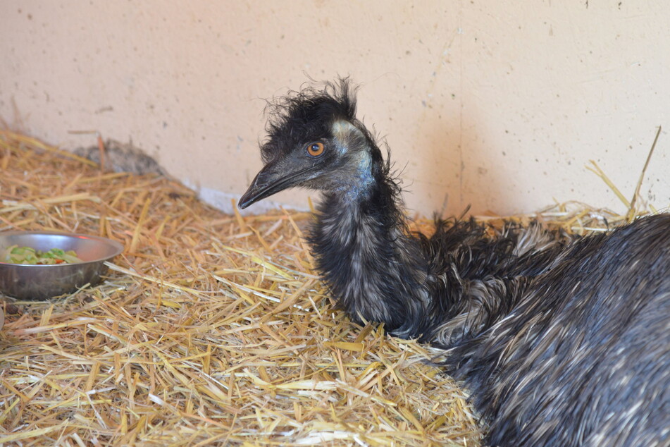 Kult-Emu Curly (†28) starb überraschend.