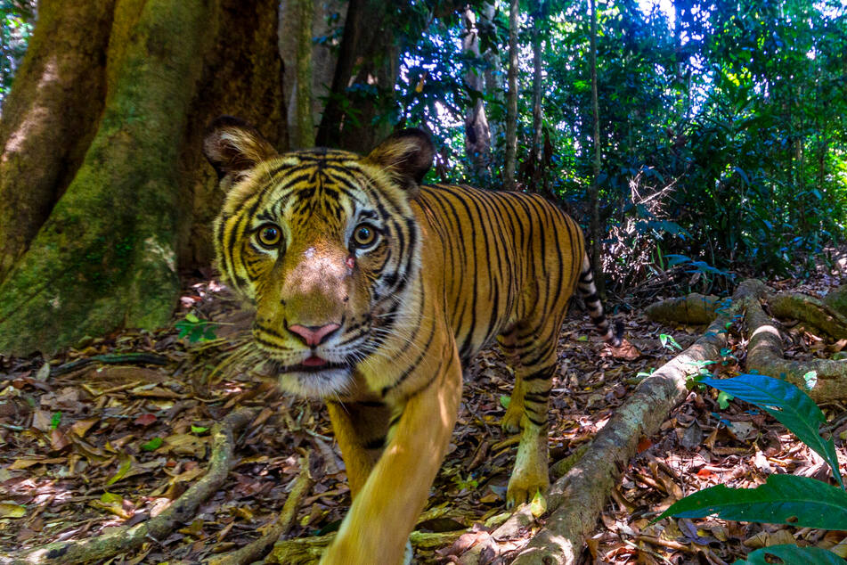 Der frei lebende Tiger lief im Royal Belum State Park in Malaysia vor die Kamera.