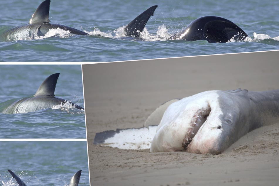 Orca jagt Weißen Hai und macht kurzen Prozess