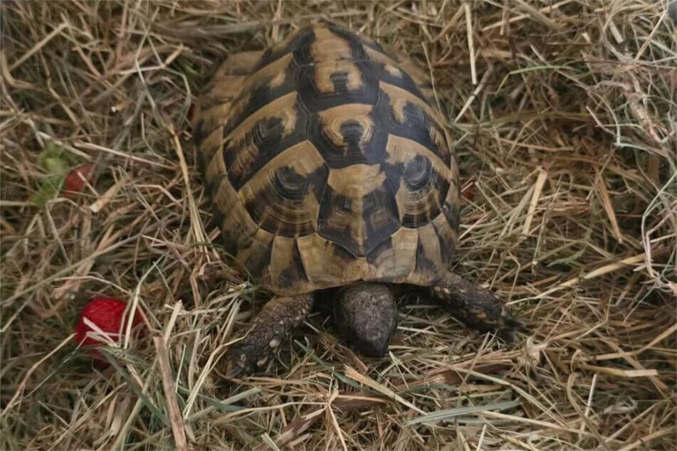 Schildkröte Fridolin kehrte glücklicherweise zurück zu seinen Besitzern. (Archivfoto)