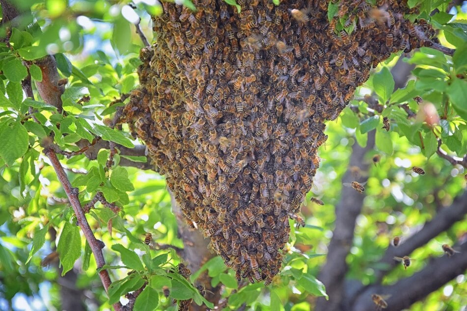 Bienenschwarm im Garten: So eine Traube kann schon sehr bedrohlich aussehen.