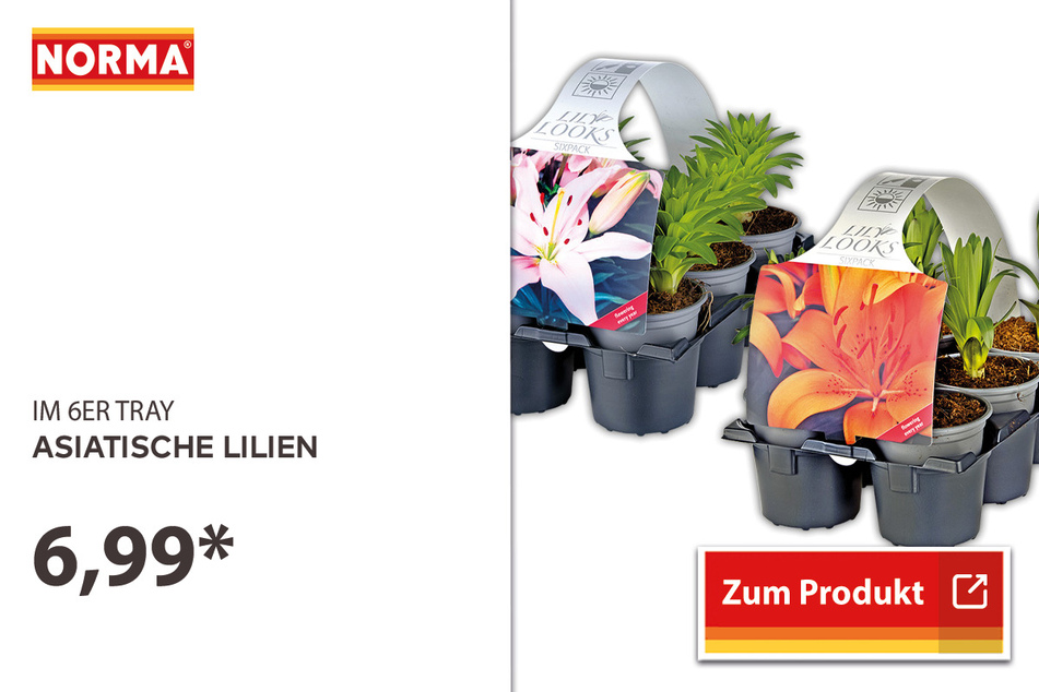 Asiatische Lilien für 6,99 Euro