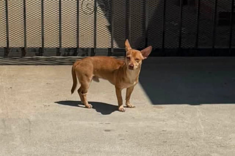 Dieser Hund schien auf seine Besitzer zu warten, nachdem sie ihn ausgesetzt hatten.