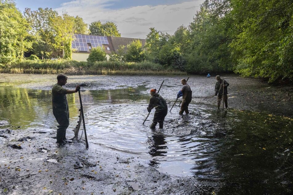 Retten, was zu retten ist. Die Teichwirtschaft Petershain fischt den Ententeich ab.