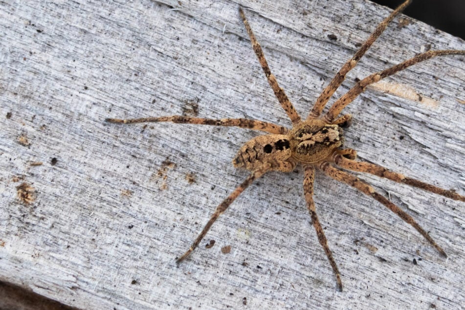 Groß, haarig und lange Beine: Nosferatu-Spinne in Niedersachsen gesichtet