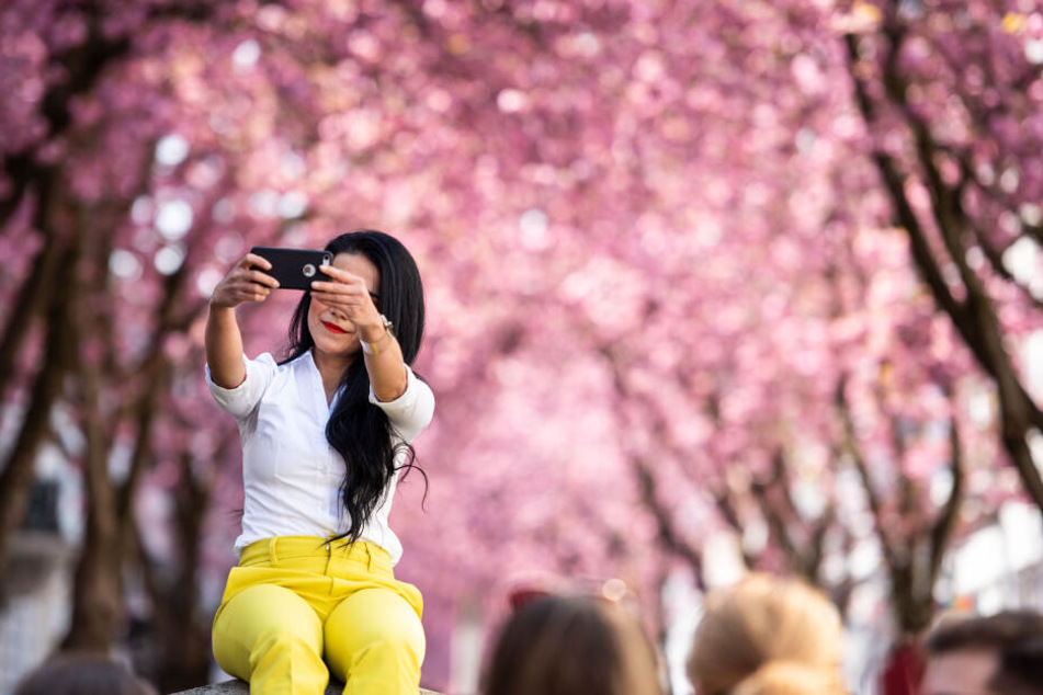 Eine Touristin fotografiert sich mit den blühenden Kirschblüten in Bonn.