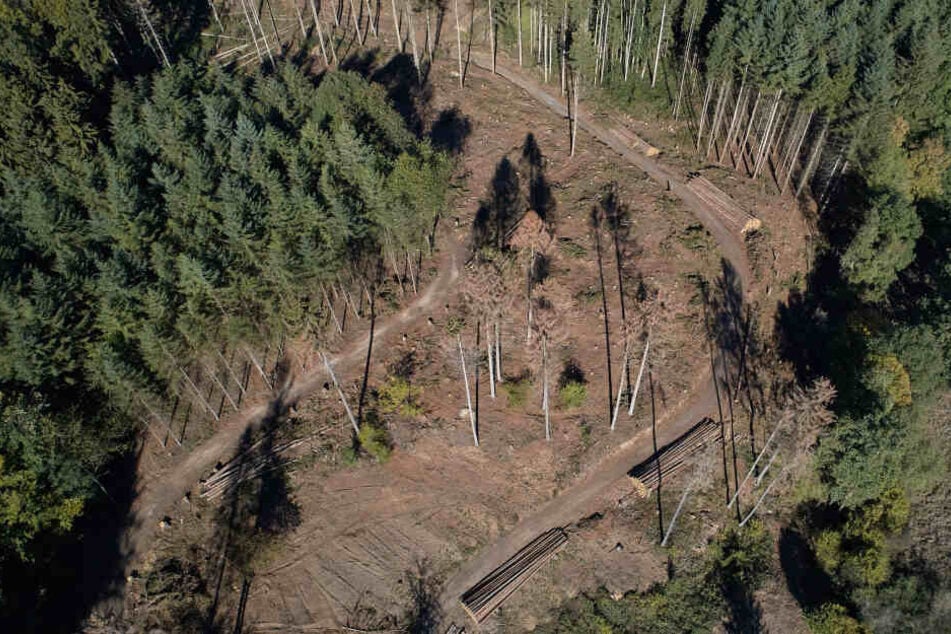 In einem Waldstück bei Coswig, etwa 25 Kilometer von Beates Wohnort entfernt, fand ein Pilzsammler im September 1990 die Überreste ihre sterblichen Überreste. (Symbolbild)