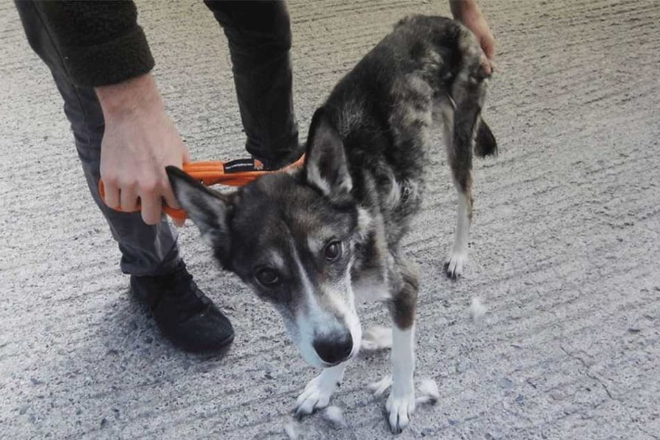 Schrecklich abgemagert wurde der Husky gerettet.