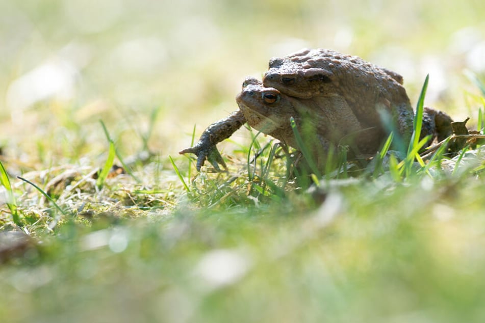 Die anhaltende Trockenheit macht Fröschen, Kröten und anderen Amphibien zu schaffen.