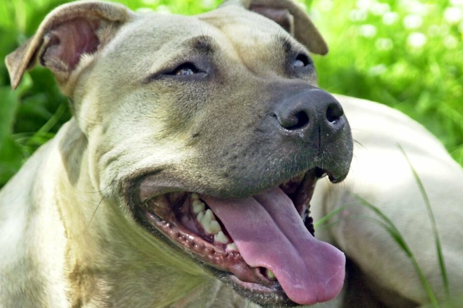 Der Staffordshire-Terrier ging auf die Polizisten los. (Symbolbild)