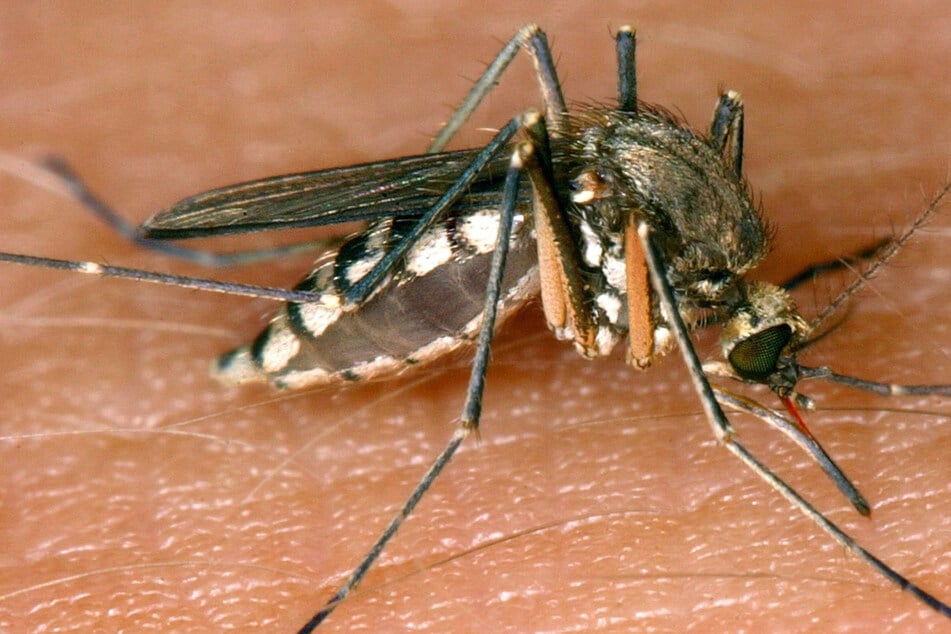 Mindestens acht Todesfälle: Wie gefährlich ist das West-Nil-Virus in Italien?