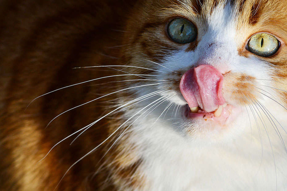 Auch die Katzen haben keine Lust mehr zu warten und möchten gerne ins Katzencafé einziehen. (Symbolbild)