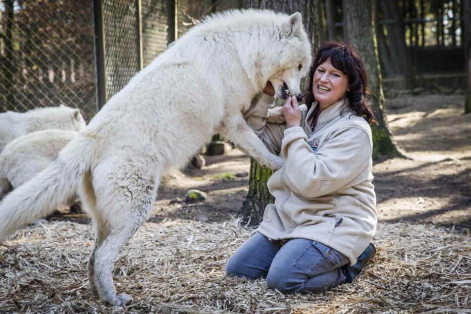 Sie ist die neue "Mutti" vom kleinen Wolf: Rudelführerin Tanja Askani im Wildpark Lüneburger Heide