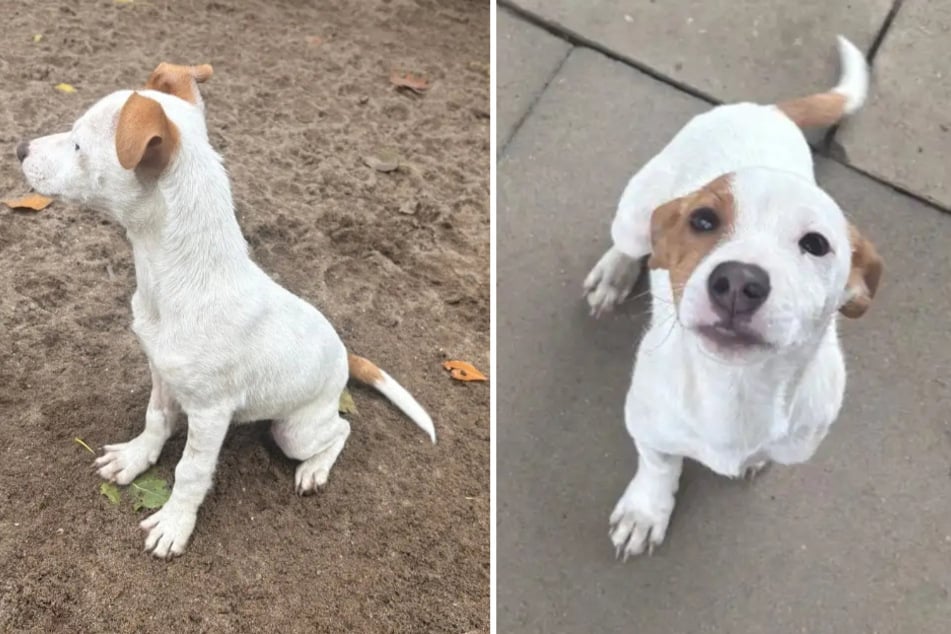 Los cuidadores describen al cuadrúpedo como un pequeño rayo de sol que pasea alegremente por el mundo.
