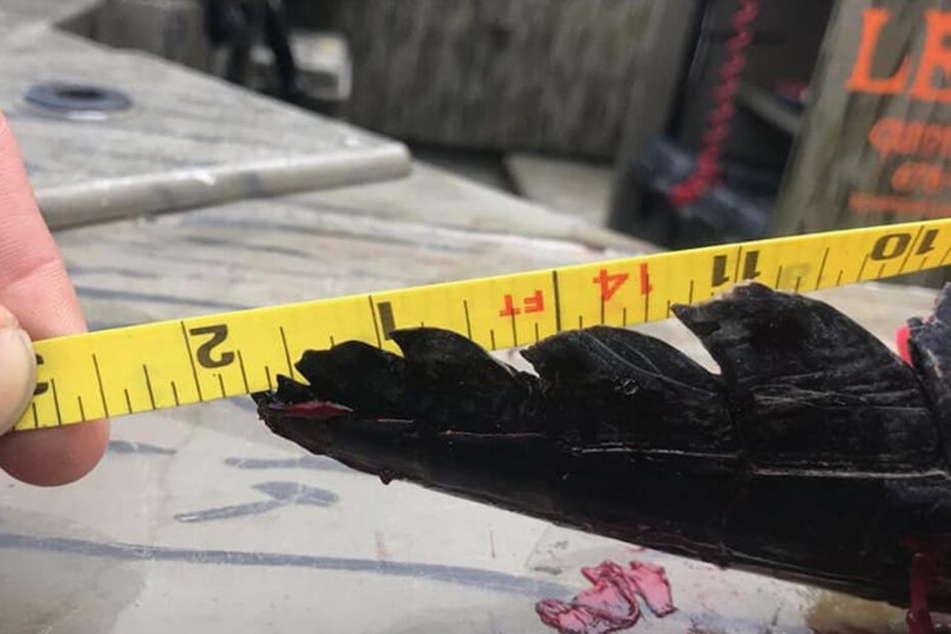 Der Alligator ist über vier Meter lang und 300 Kilogramm schwer.