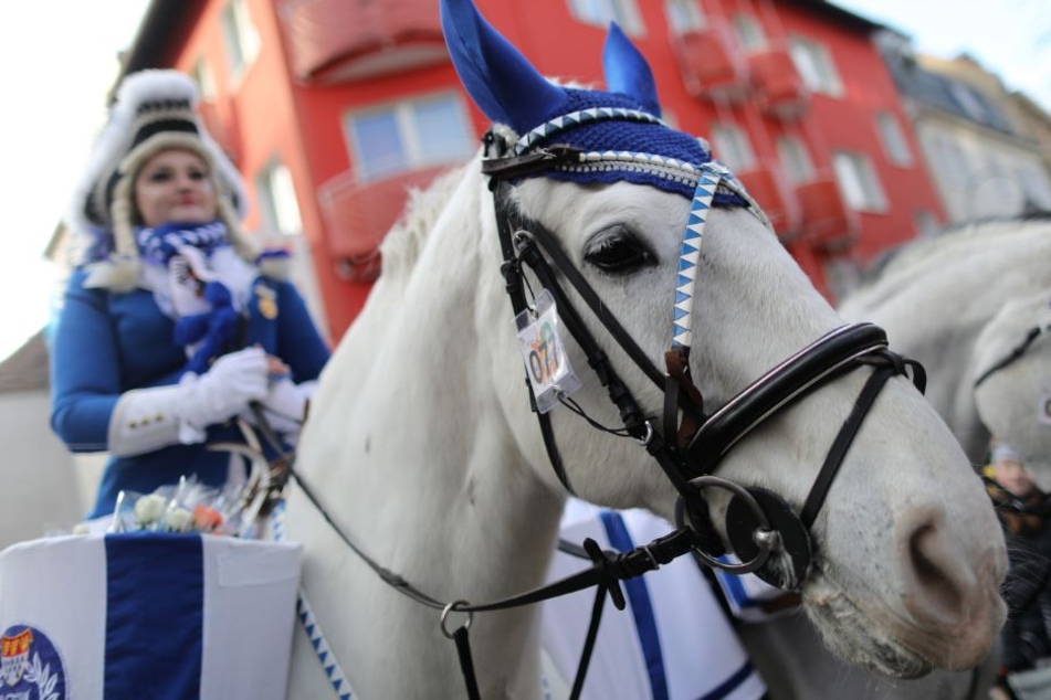 Pferde beim Rosenmontagsumzug in Köln.
