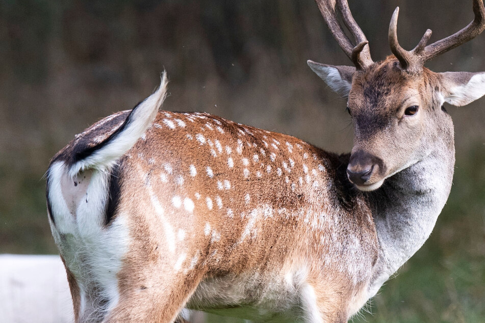 Hirsch aus Wildgatter getötet und zerstückelt: Polizei fahndet und sucht Zeugen