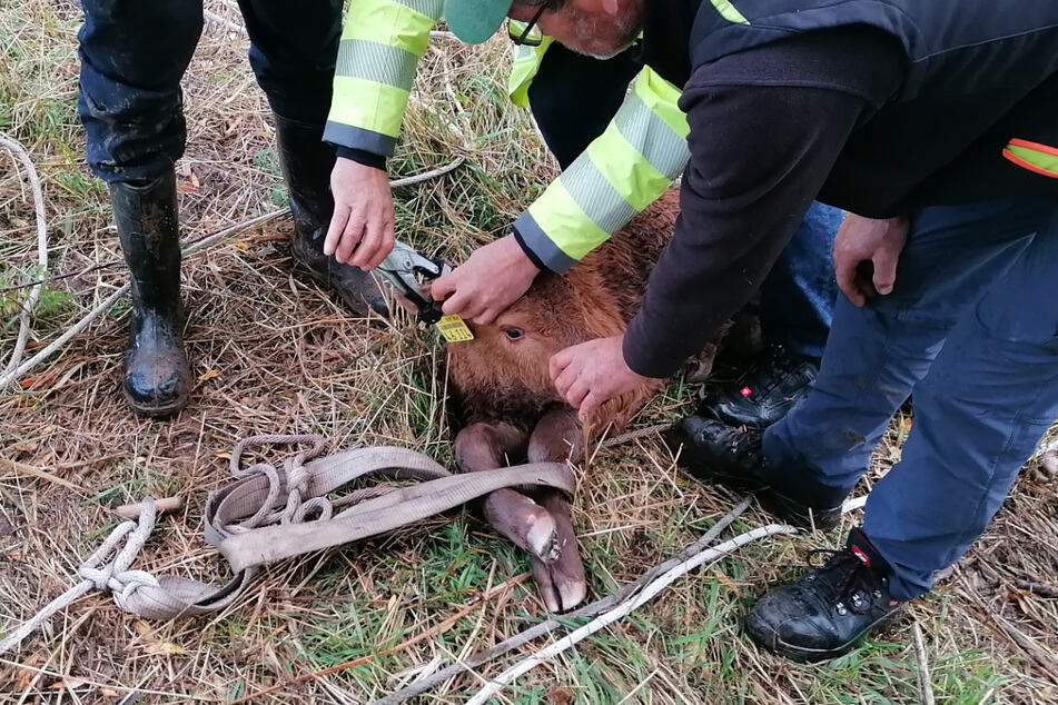 Zum Glück hat das kleine Kalb die ganze Aktion unverletzt überstanden.
