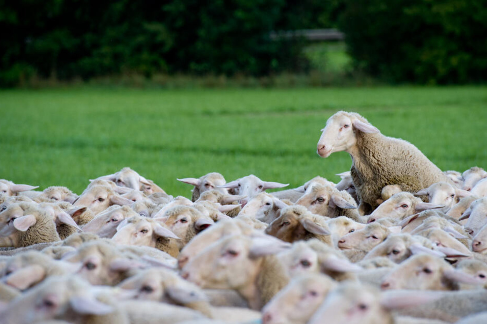 Die Erkrankung wird häufig von Schafen übertragen. (Symbolbild)