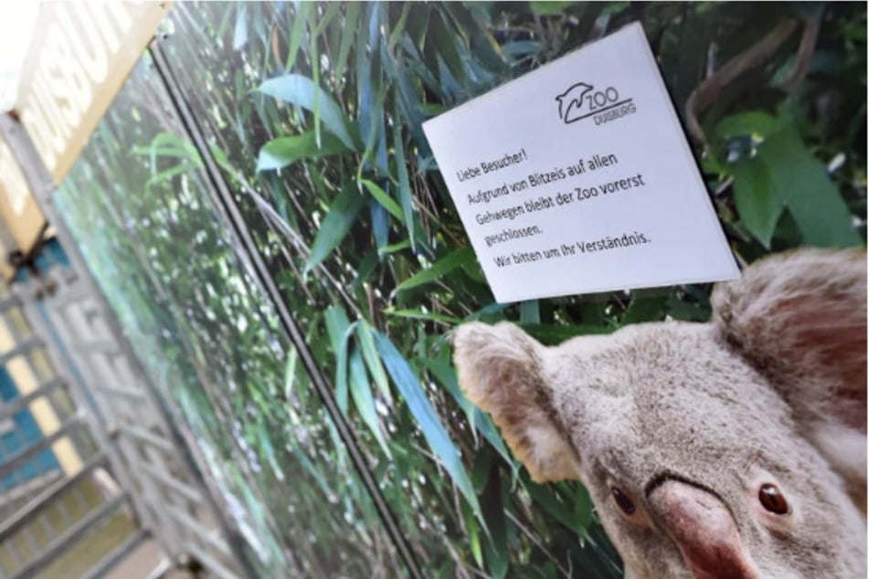 Nach dem Tod von fünf Tieren war das Koala-Haus im Duisburger Zoo vor wenigen Wochen für Besucher vorübergehend gesperrt worden.