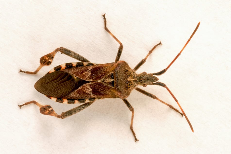 Nahaufnahme einer Amerikanischen Kiefernwanze. Die Insekten sind inzwischen auch in Europa zu Hause.