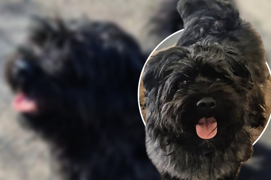 Für kleinen Havaneser war keine Zeit mehr: Darum sucht Kuba jetzt spezielle Menschen