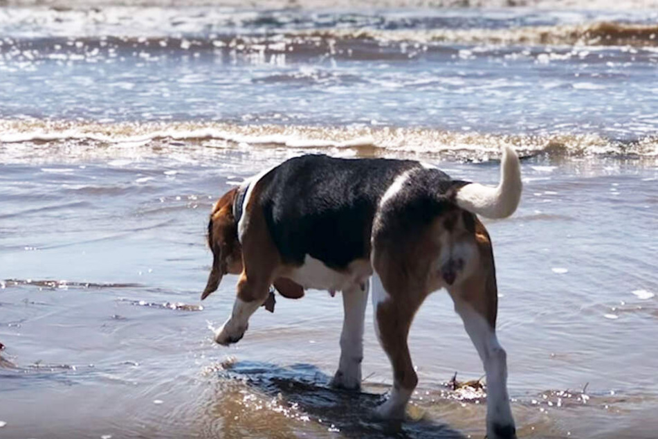 Nun kann der Beagle am Strand spielen und die Welt erkunden.