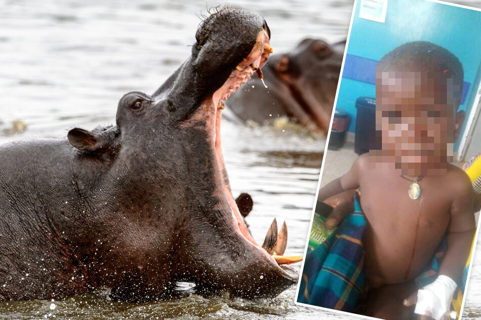 Wundersame Rettung: Nilpferd verschlingt 2-Jährigen, spuckt ihn lebendig wieder aus