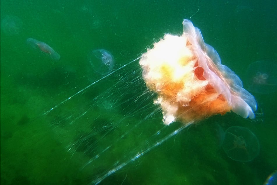 Feuerquallen leben unter anderem in der Ostsee. (Symbolbild)