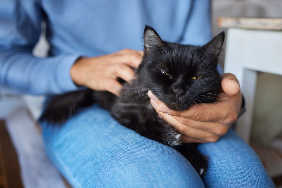 Der Charakter einer schwarzen Katze hängt vor allem von ihrer Rasse ab.