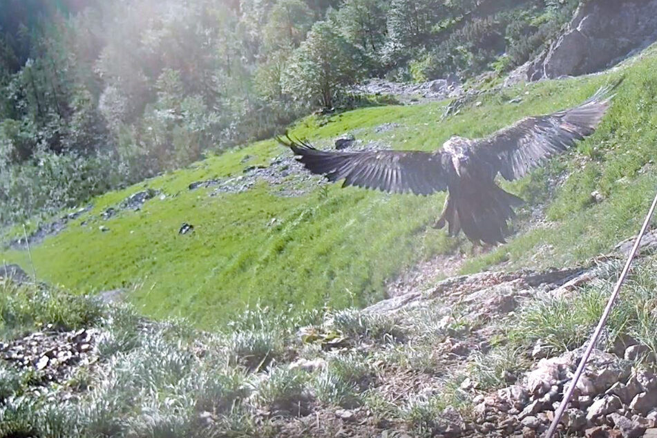 Die Aufnahme der Webcam zeigt, wie Bartgeierweibchen Wally in die Luft startet.