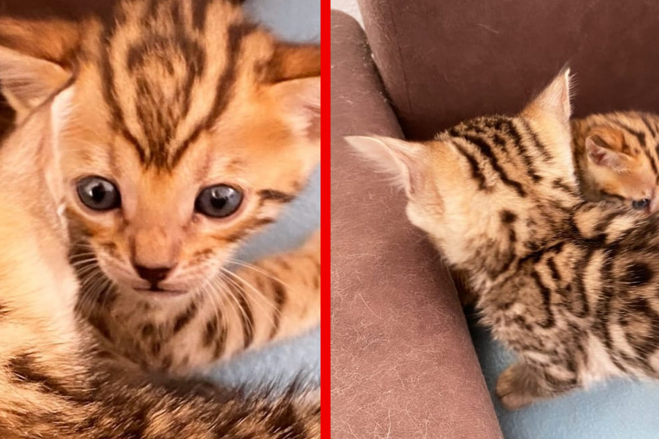 Da muss man doch schwach werden - diese beiden Kitten ziehen bald bei Sara und ihrer Familie ein.
