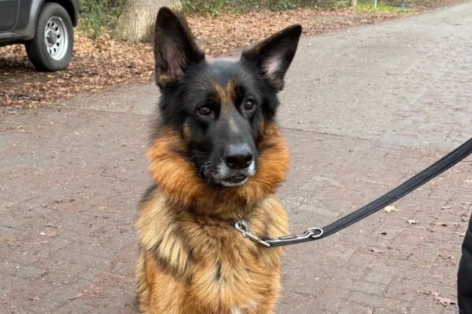 Der junge Schäferhund wurde aus schlechter Haltung sichergestellt.