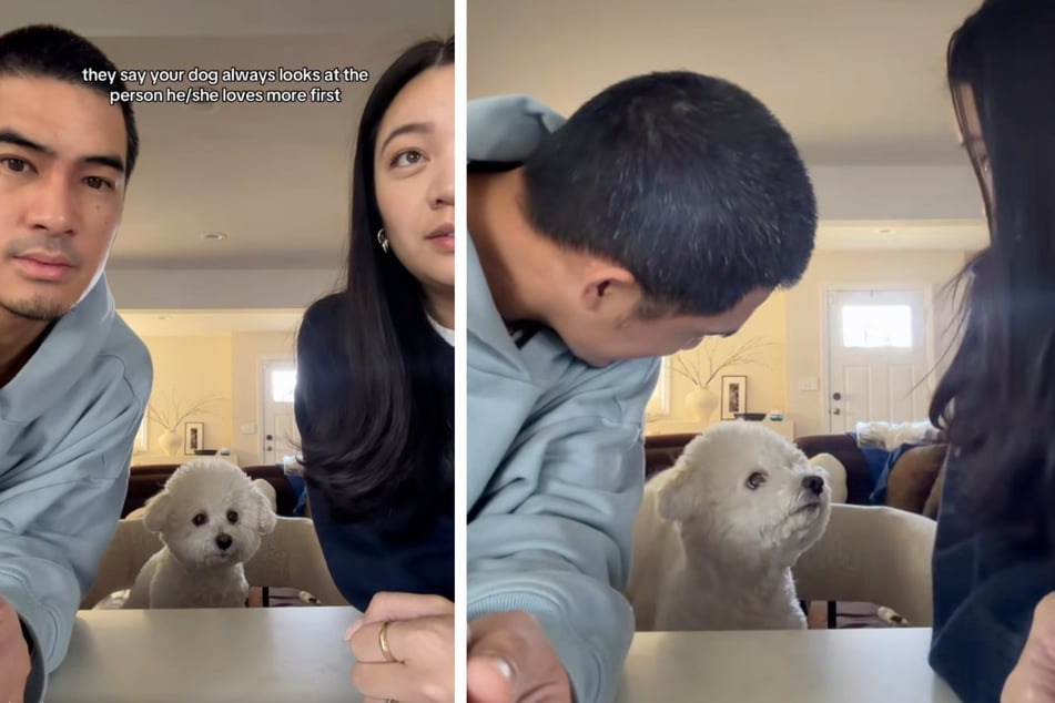 Marco und Alyssa wollten wissen, wen von ihnen beiden Hund "Wade" am liebsten mag. Ein Test sollte Klarheit bringen.