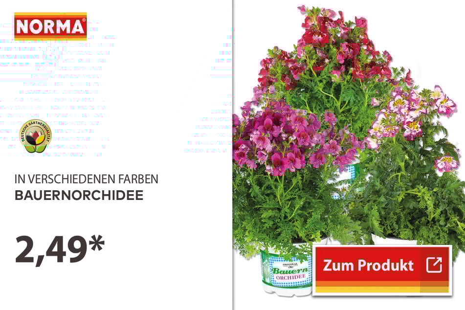 Bauernorchidee für 2,49 Eur